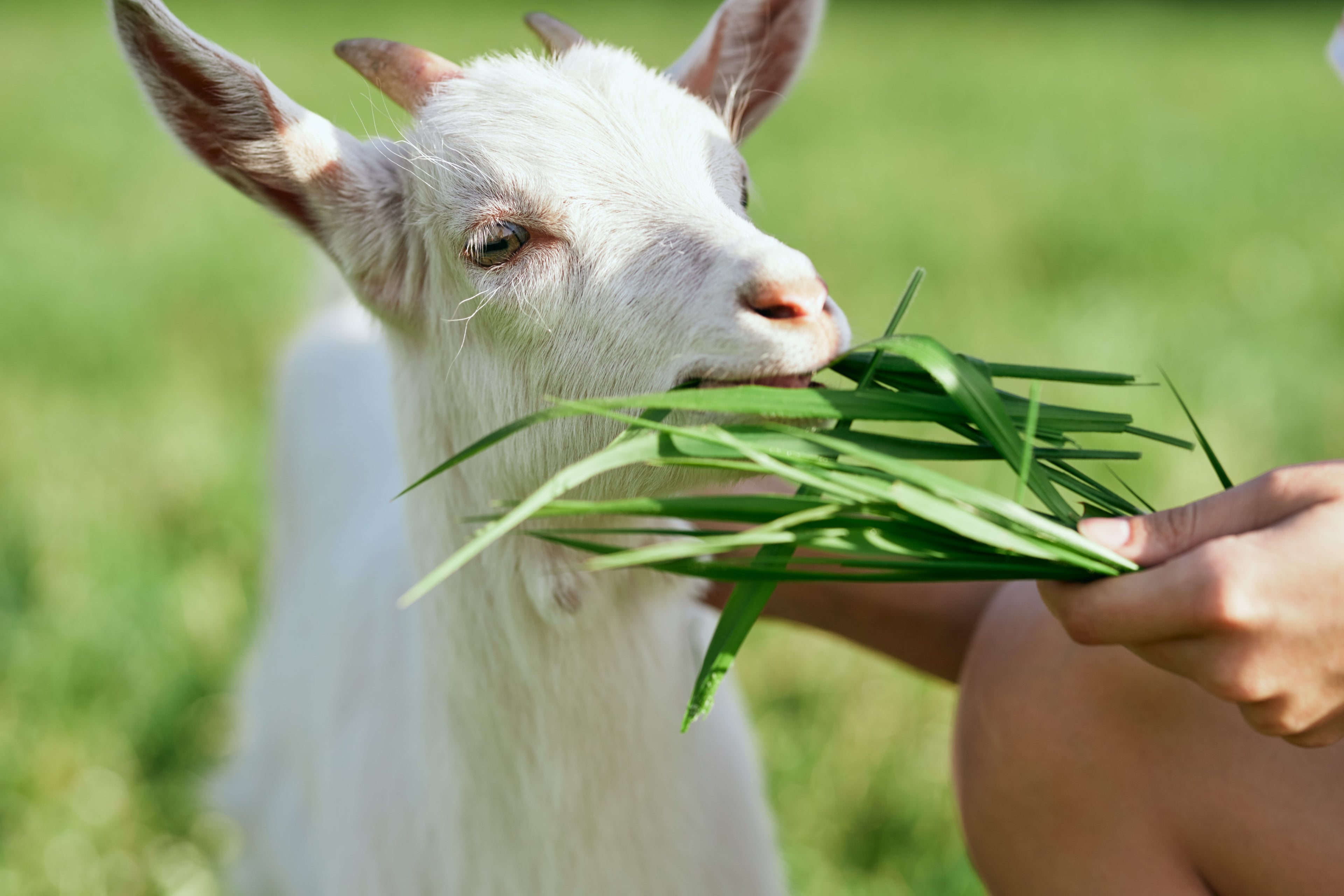 Halal goat