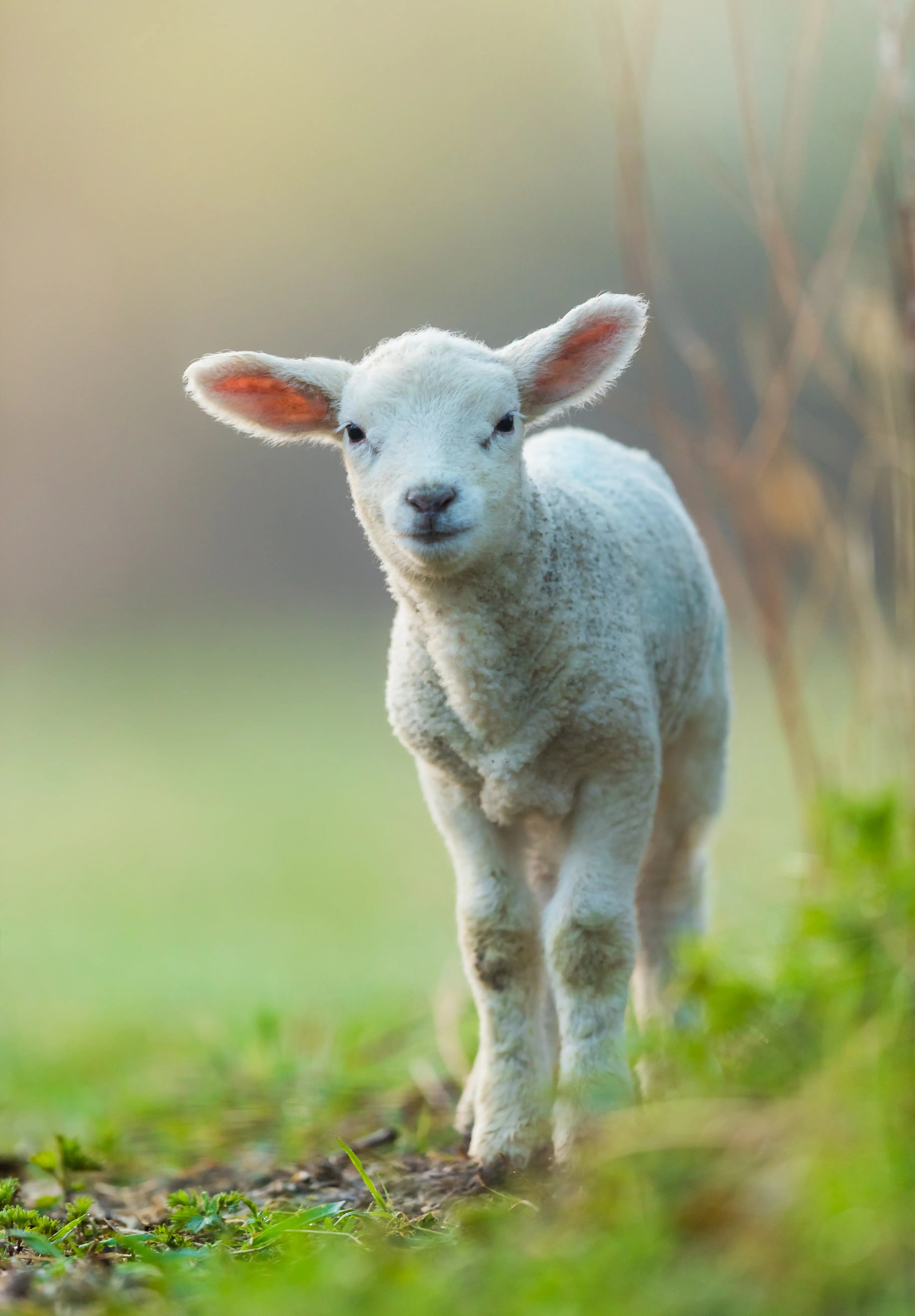 One whole Lamb - Limited stocks!