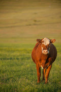 Your Very Own whole Qurbani Cow