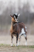 One whole goat- Limited stocks!