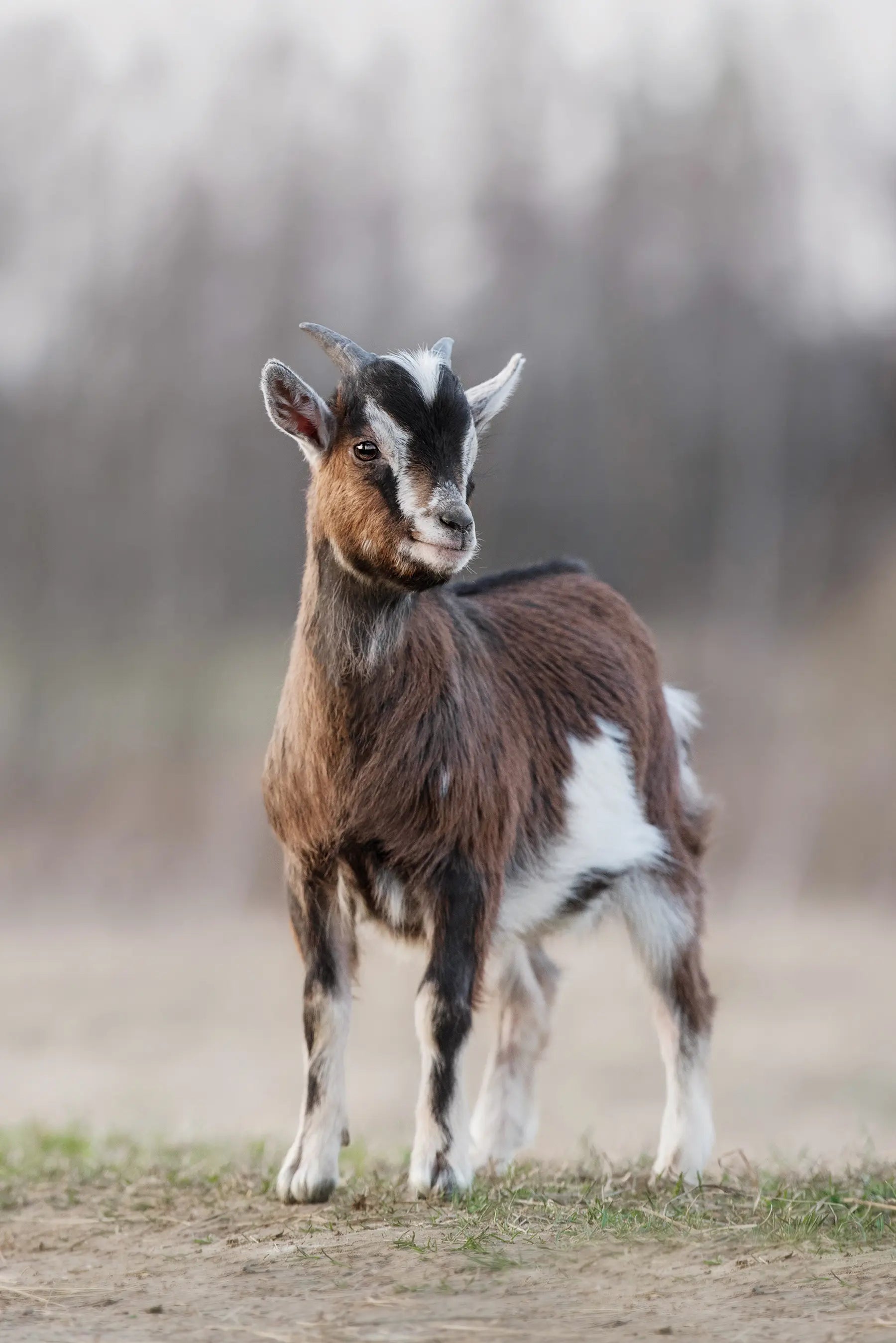 One whole goat- Limited stocks!