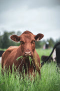 1/7 Cow Share - Limited stocks!