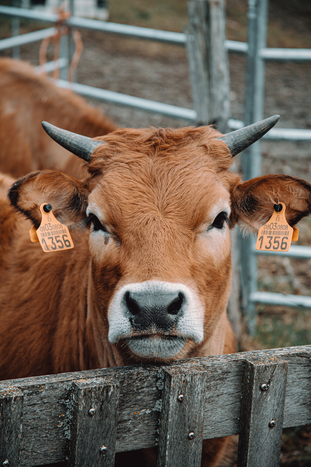 Whole Cow Qurbani (7/7) - Family